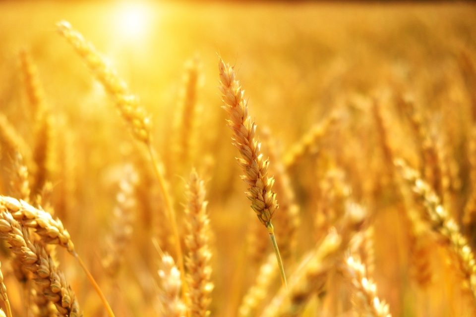 weizen-landwirtschaft-agrar-korn-c-c00